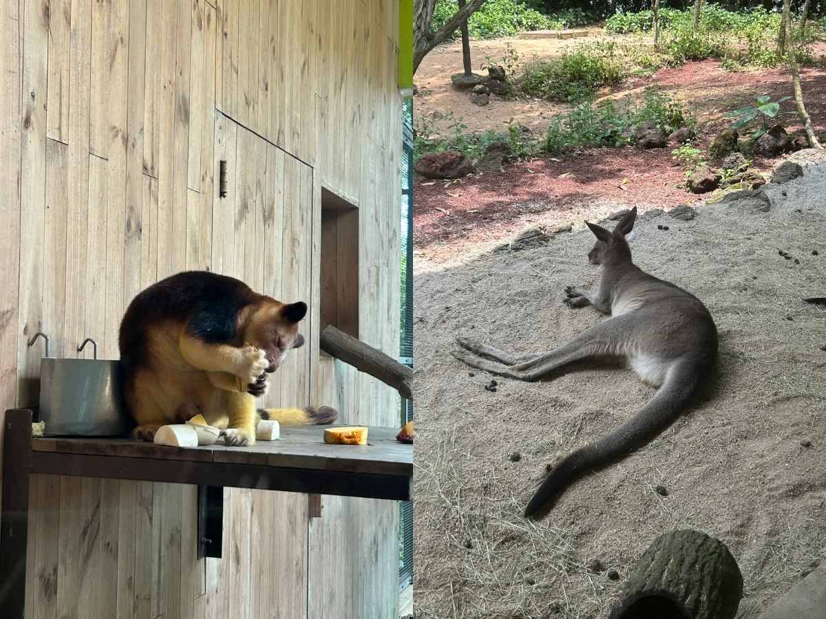 Singapore Zoo guide - australasia