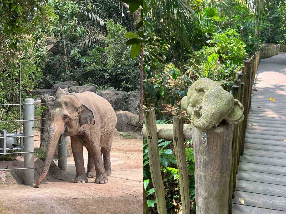 Singapore Zoo guide - elephants of asia