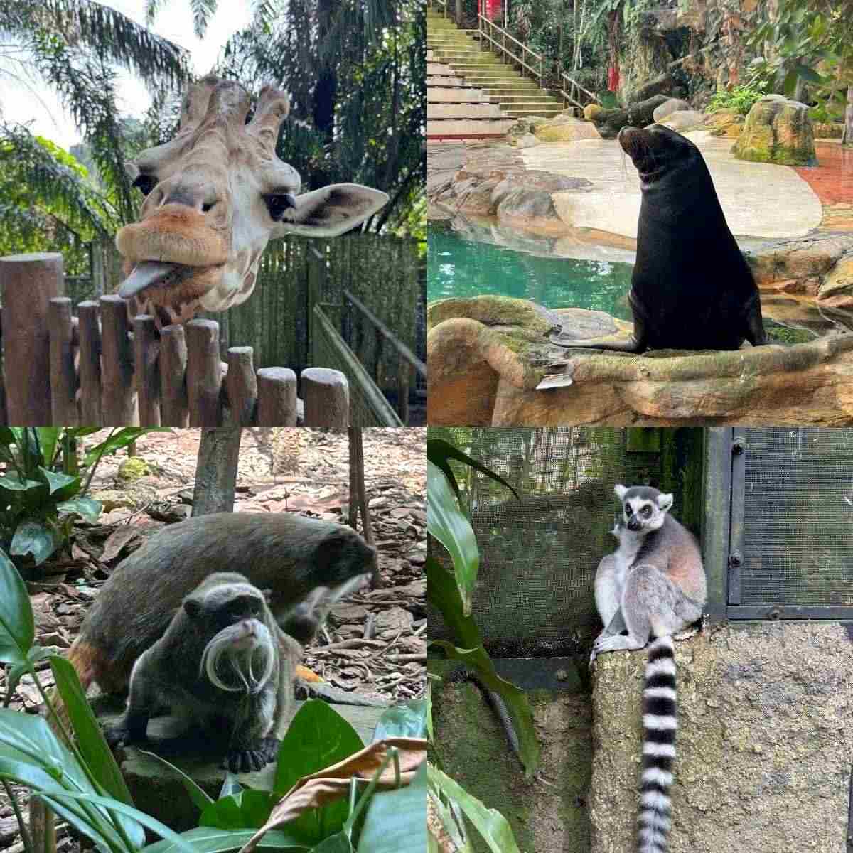 Singapore Zoo guide - featured image