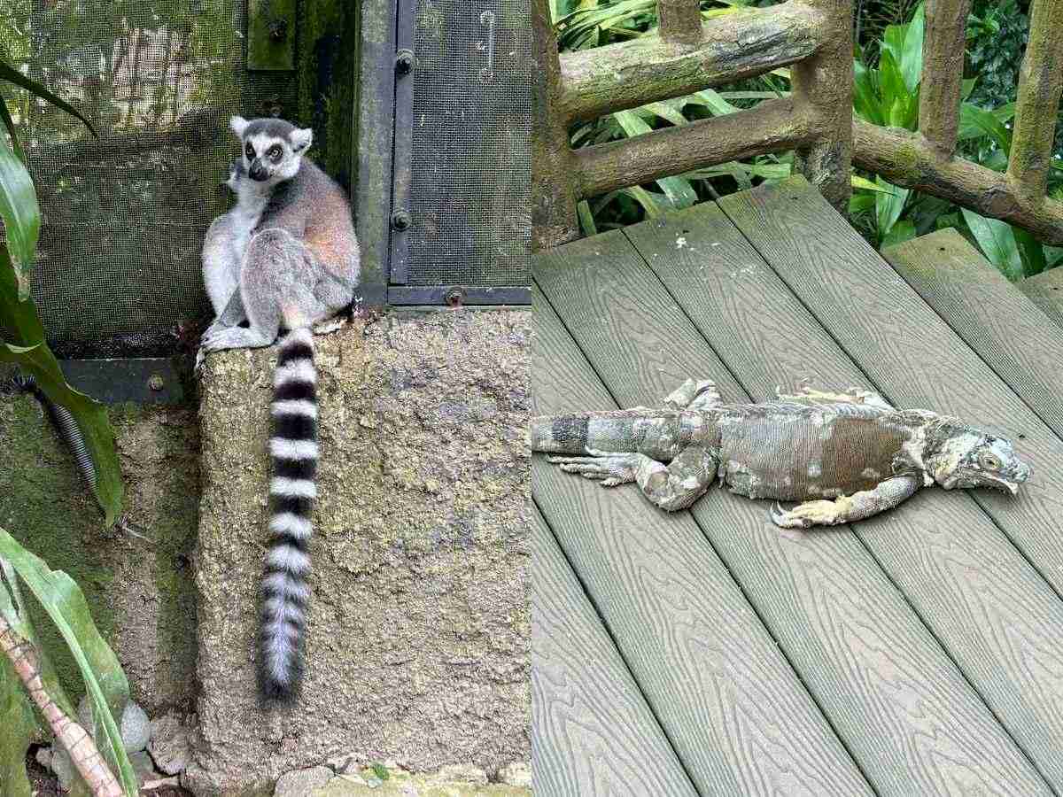 Singapore Zoo guide - fragile forest