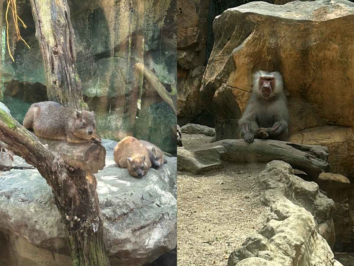 Singapore Zoo guide - great rift valley of ethiopia