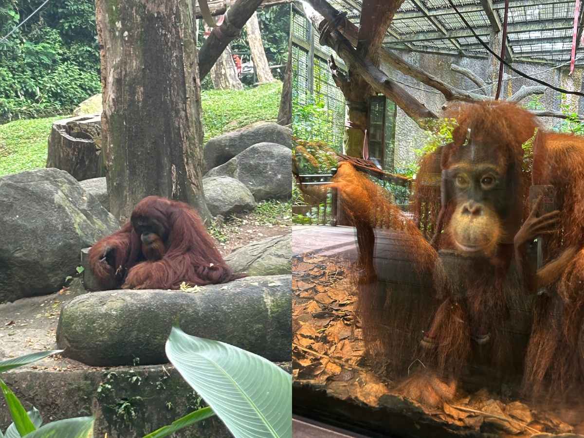 Singapore Zoo guide - orangutan