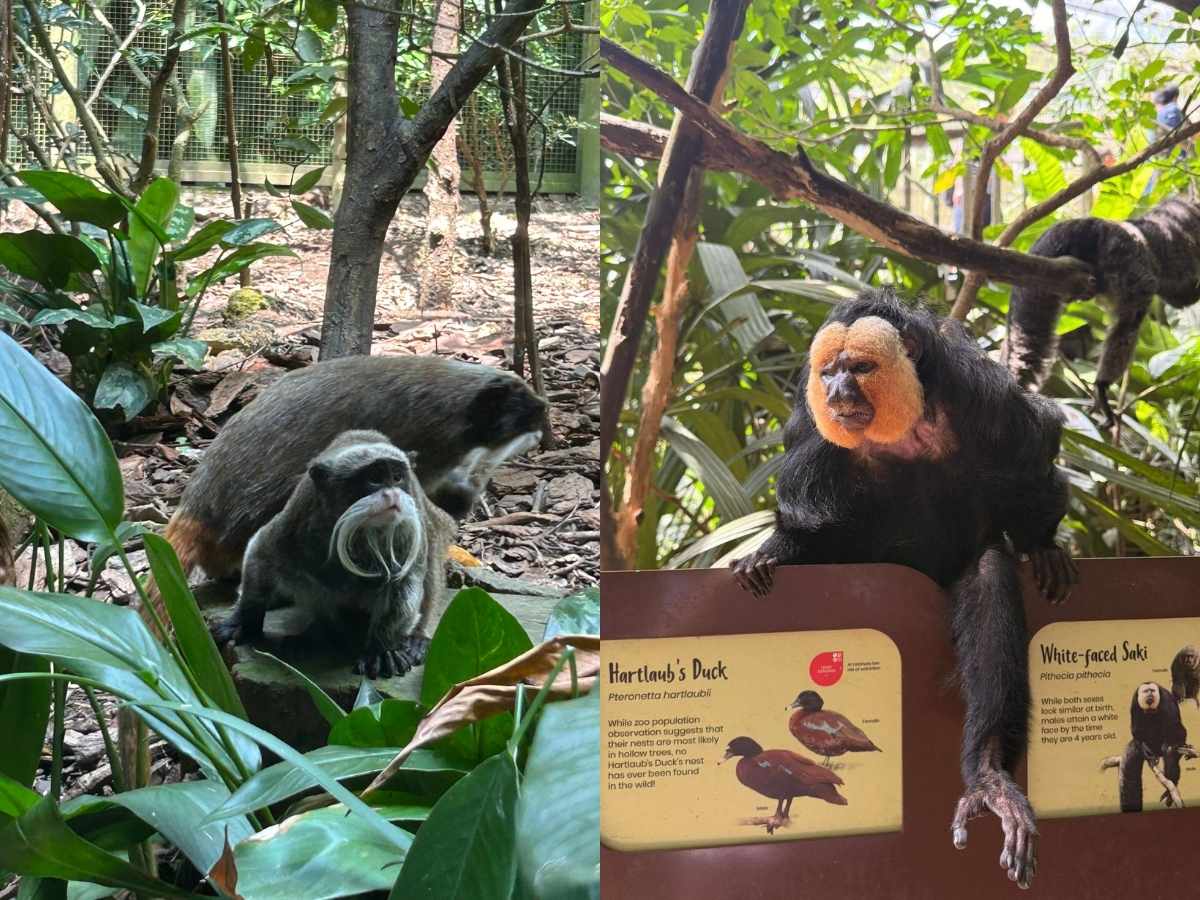 Singapore Zoo guide - primate kingdom