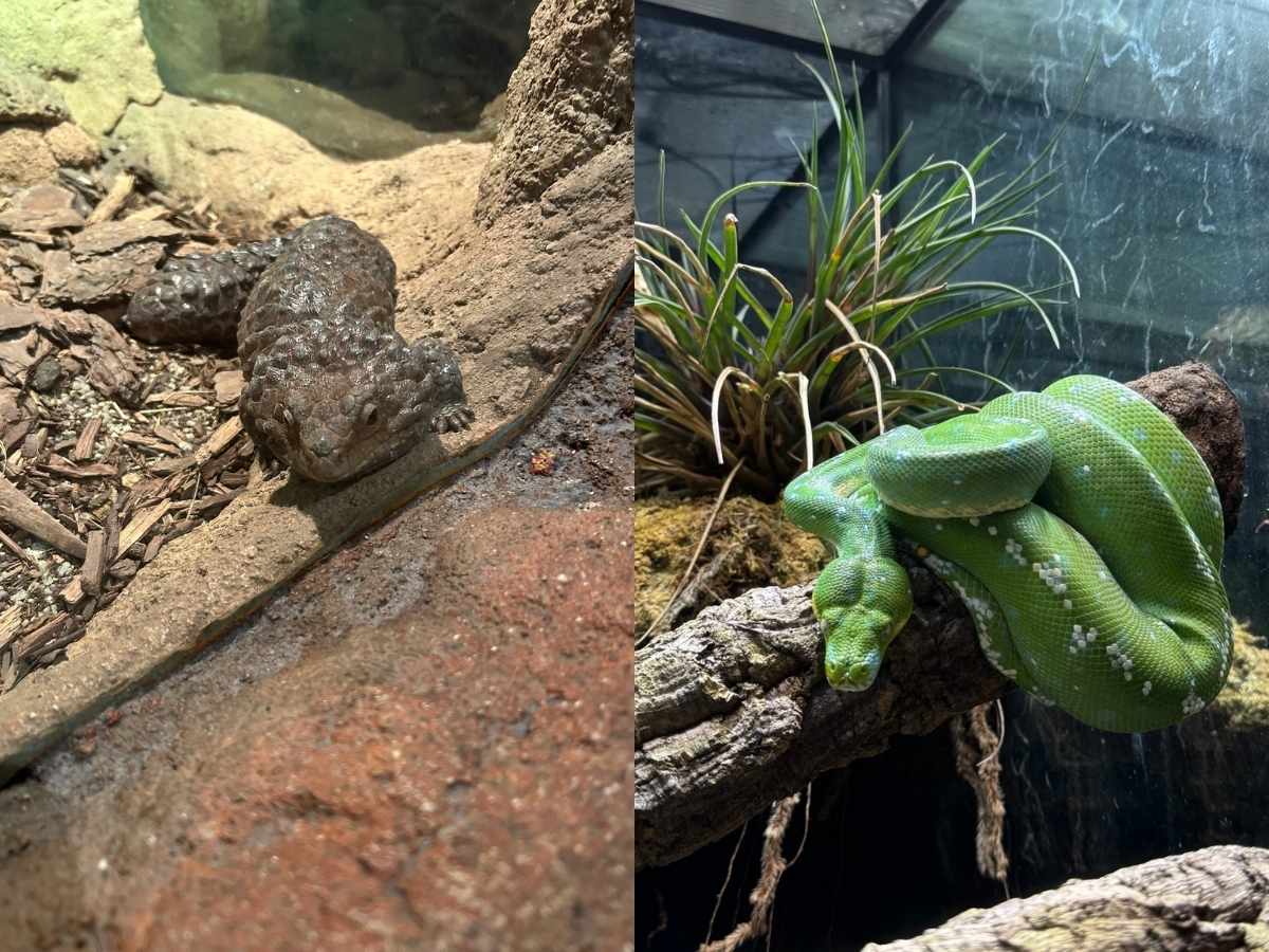 Singapore Zoo guide - reptopia