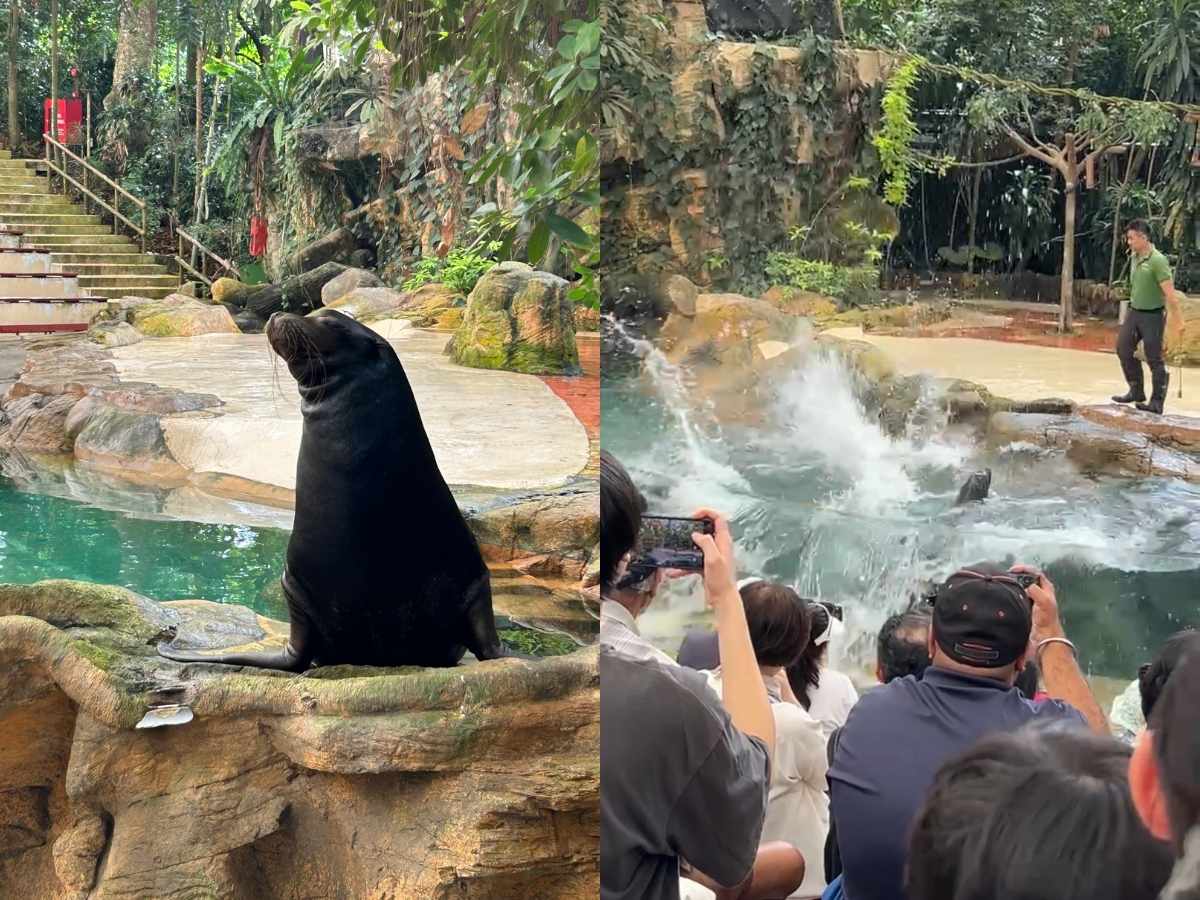 Singapore Zoo guide - splash safari show