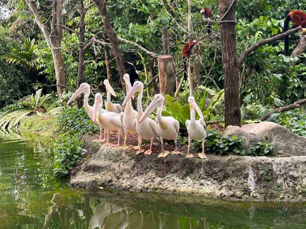 Singapore Zoo guide - ticket pic