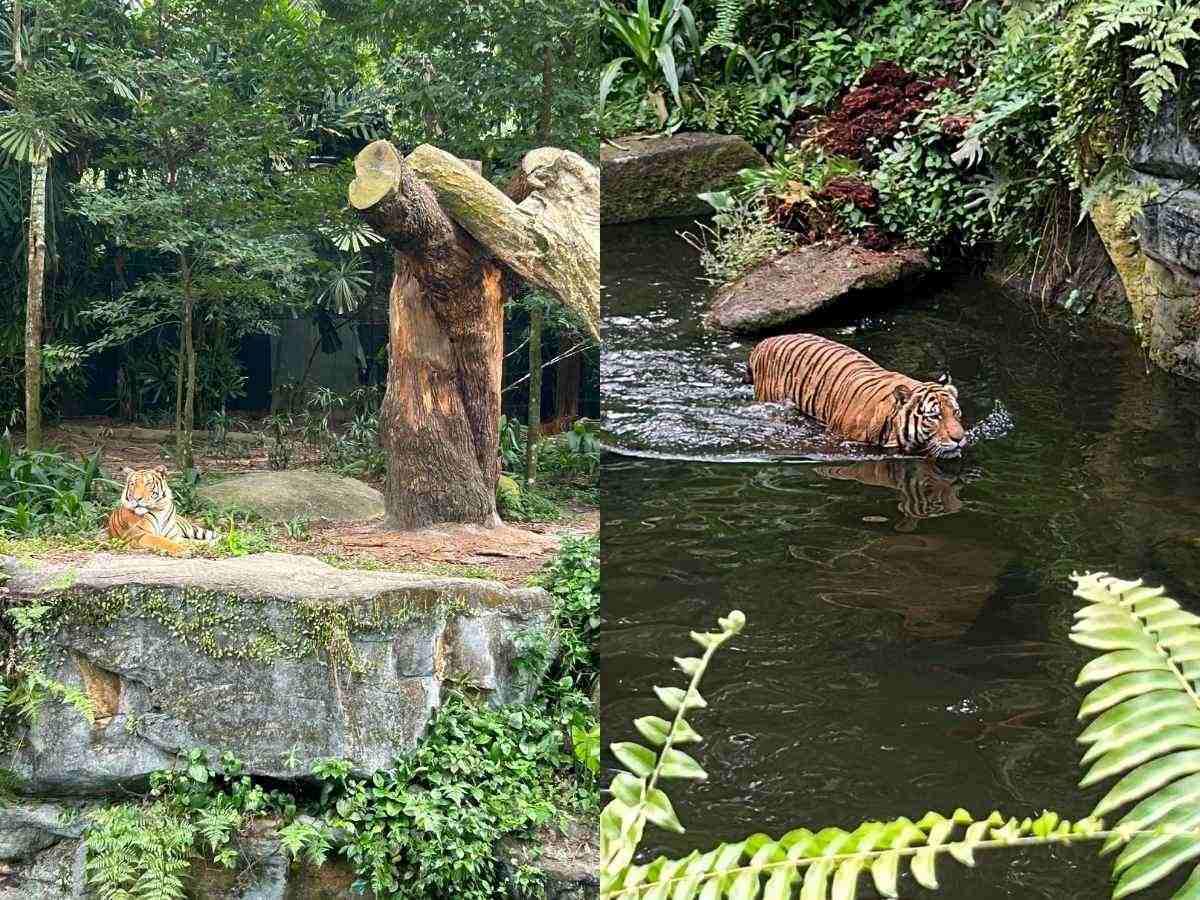 Singapore Zoo guide - tiger
