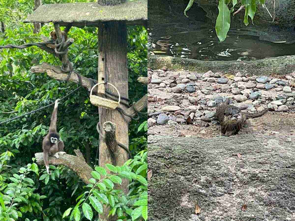 Singapore Zoo guide - treetop trail