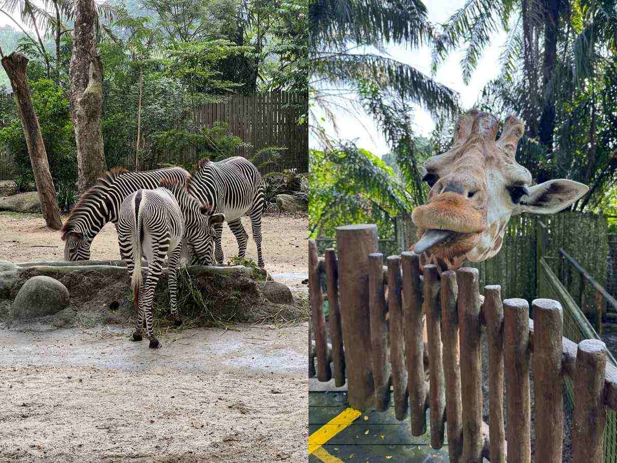 Singapore Zoo guide - wild africa