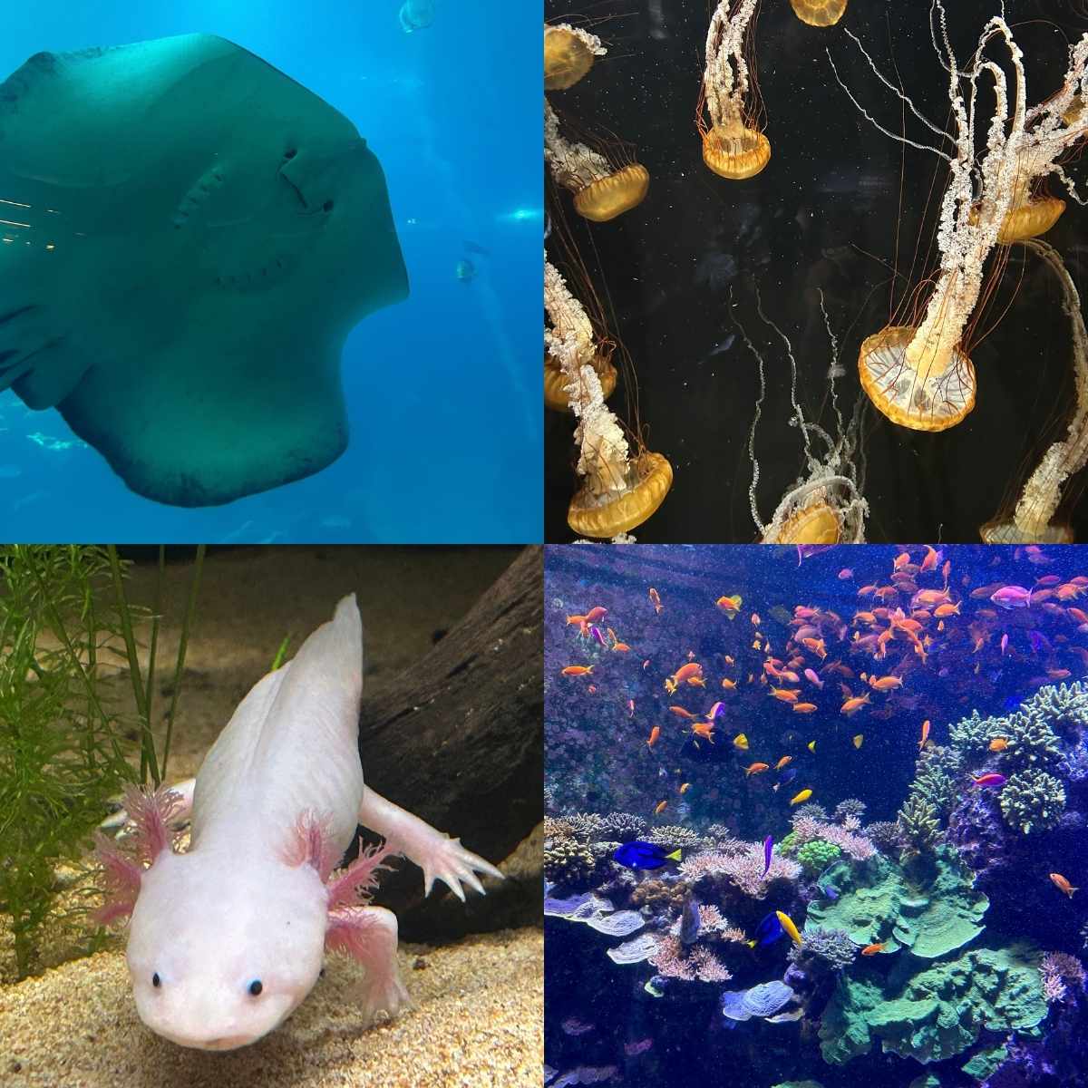 Singapore Oceanarium guide - feature image
