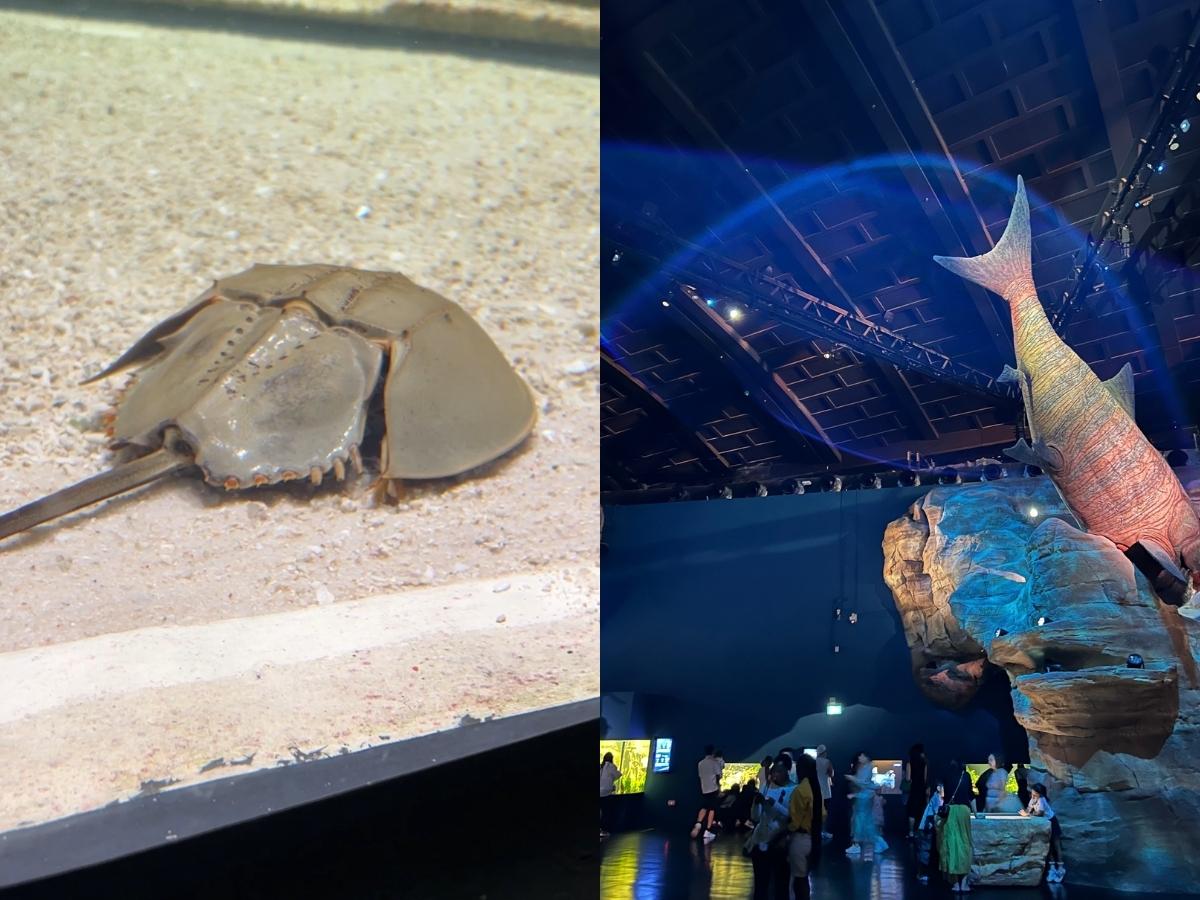 Singapore Oceanarium guide - horseshoe crab and animatronic