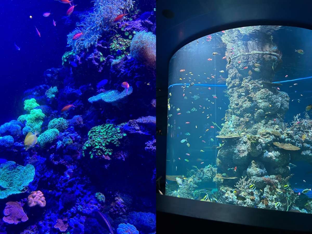 Singapore Oceanarium guide - Benthos habitats