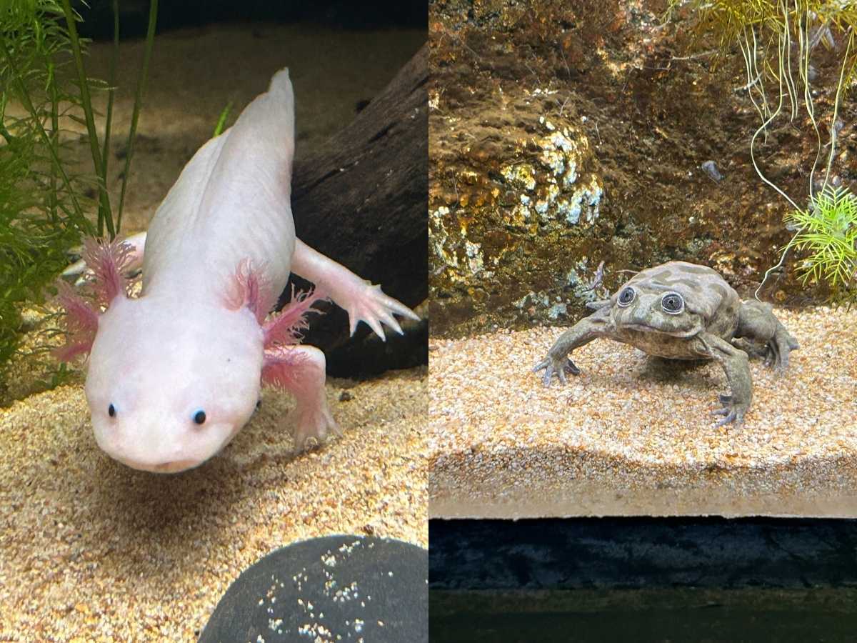 Singapore Oceanarium guide - Conquering Land axolotl and titicaca water frog