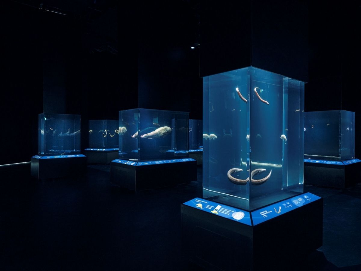 Singapore Oceanarium guide - Life in the Deep specimens