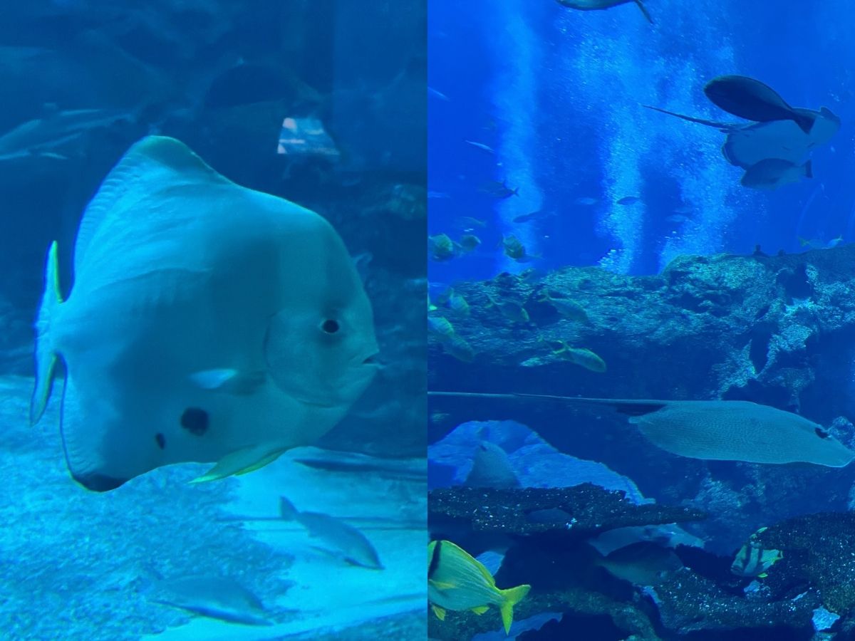 Singapore Oceanarium guide - Ocean Dome fishes