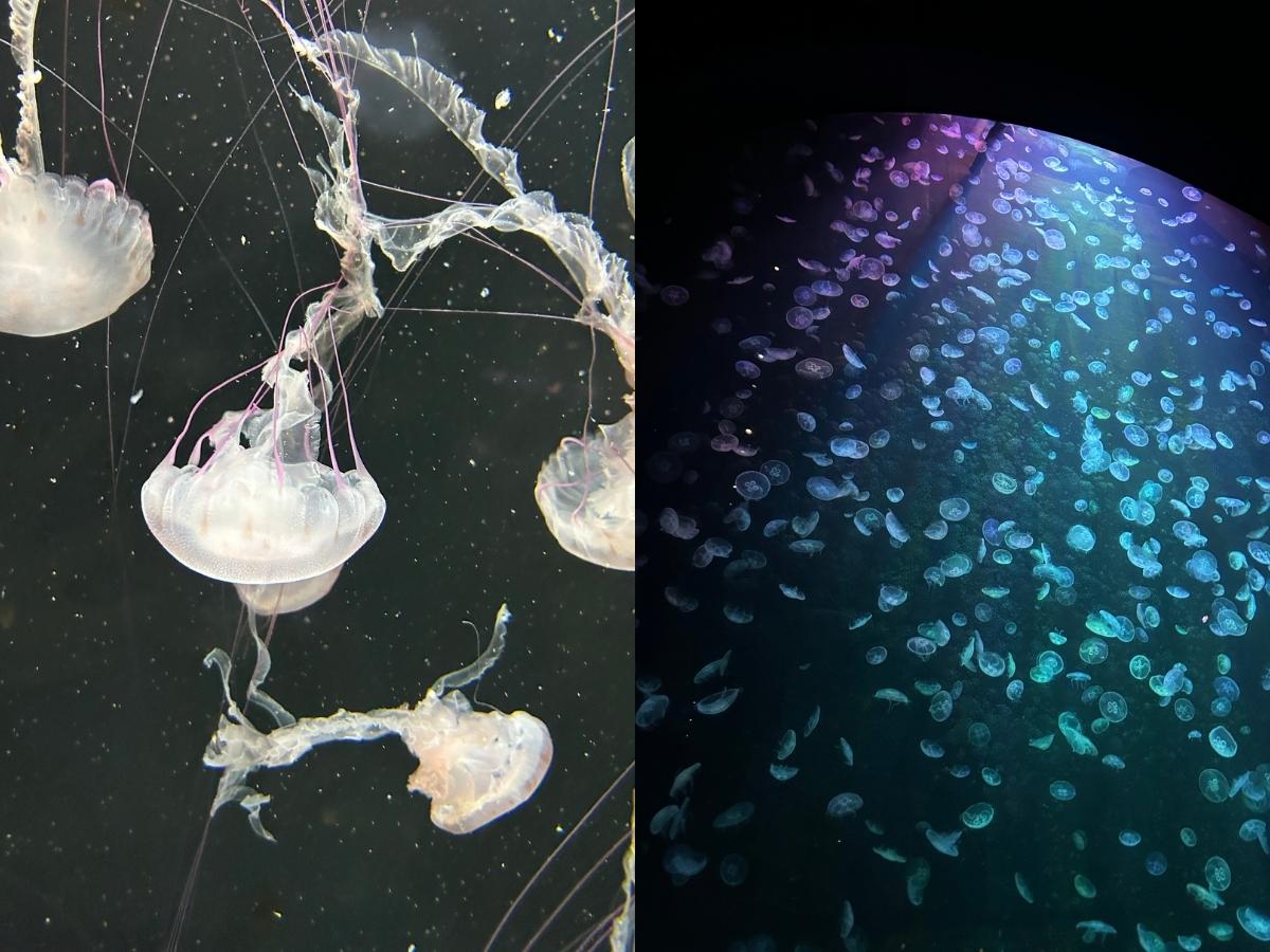 Singapore Oceanarium guide - Ocean Wonders sea jellies