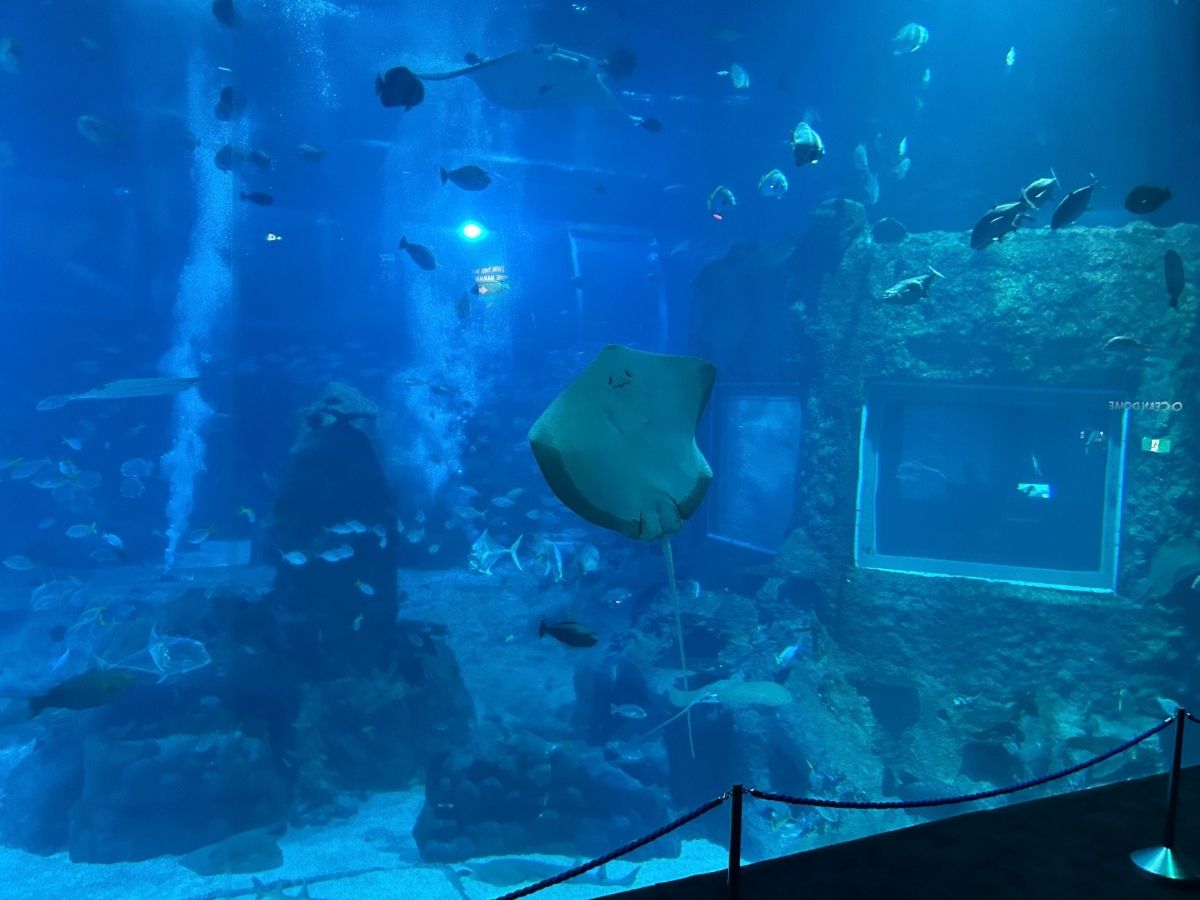 Singapore Oceanarium guide - Open Ocean stingray