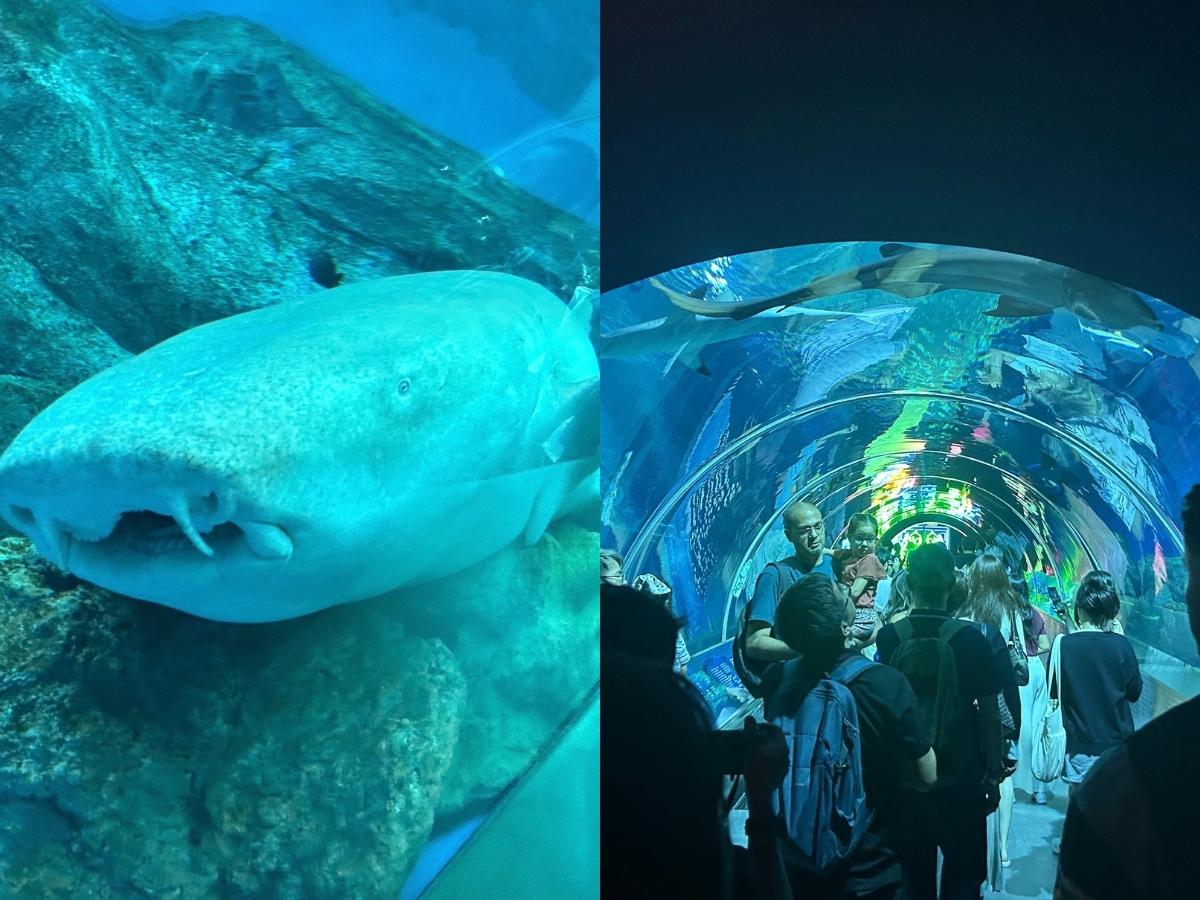 Singapore Oceanarium guide - Shark Seas and Shark Tunnel