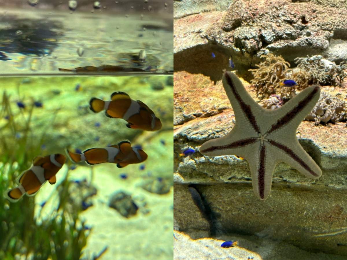 Singapore Oceanarium guide - Singapore's Coast clownfish and sea star