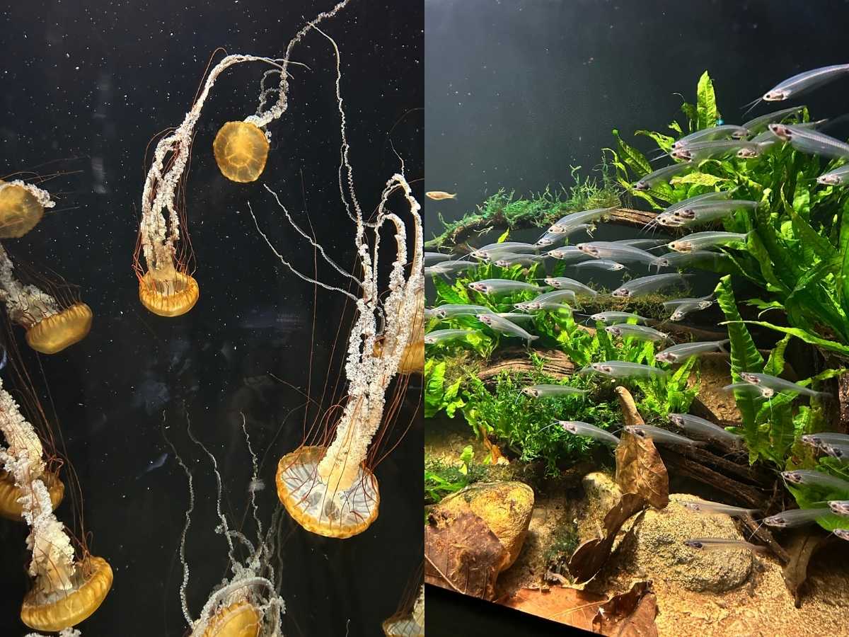Singapore Oceanarium guide - fish and sea jellies
