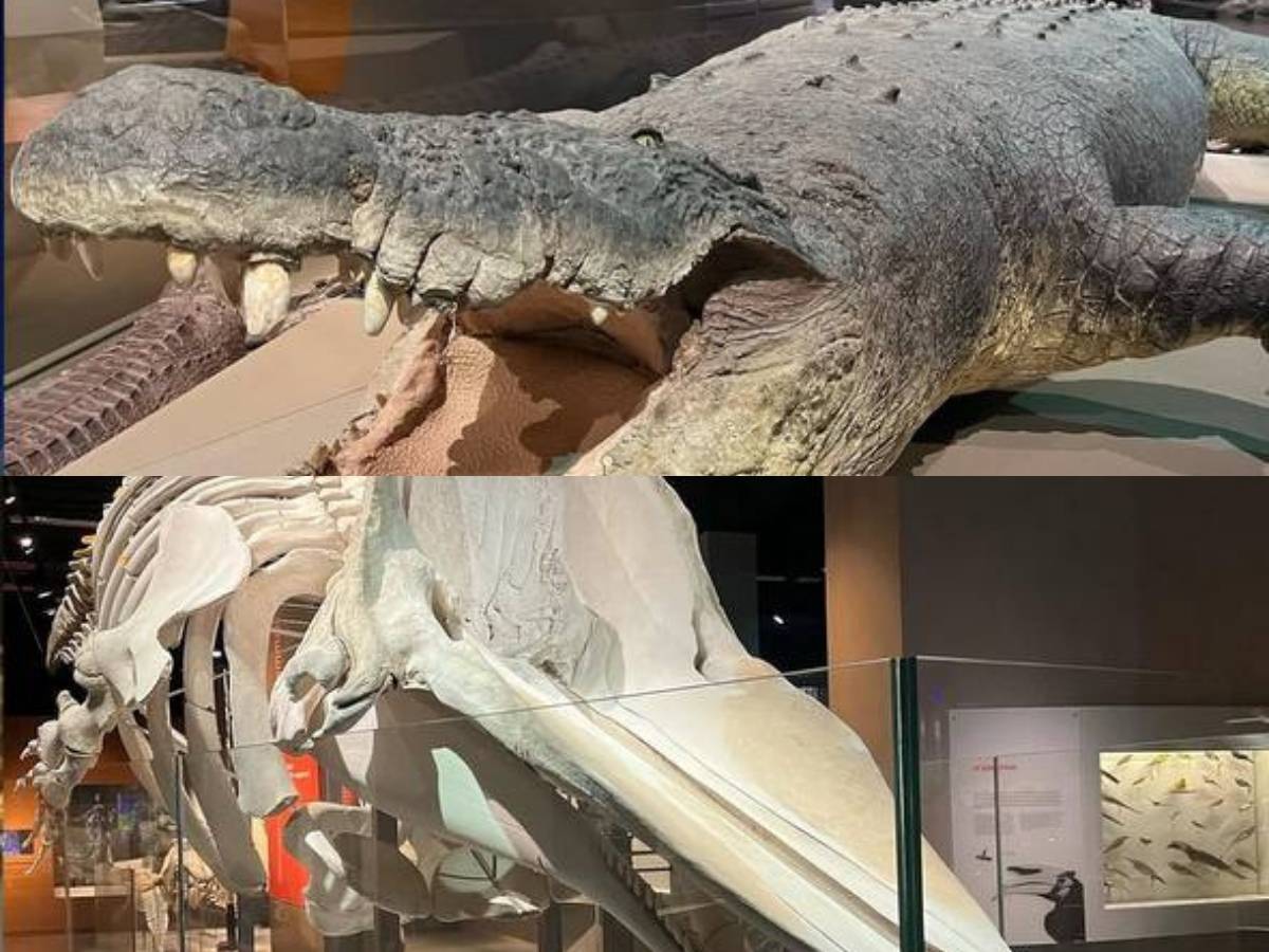 Things to do in Singapore during haze - specimens 