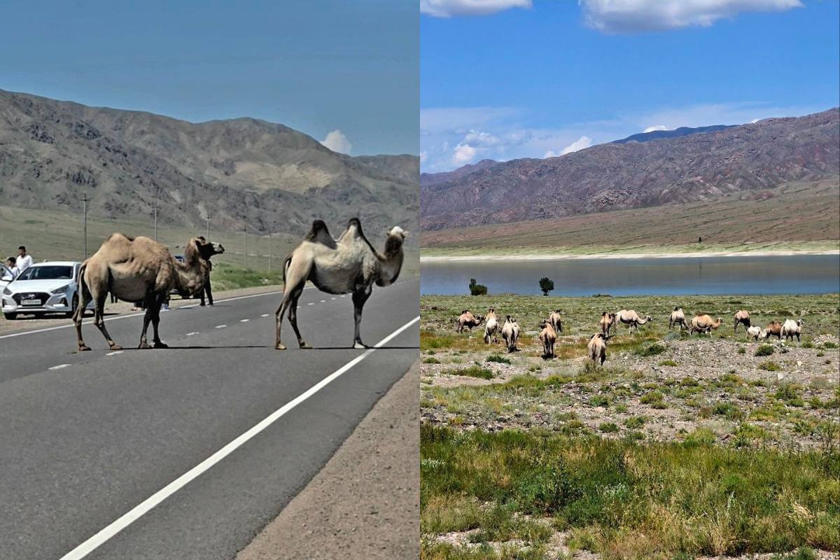 kyrgyzstan - camels crossing road