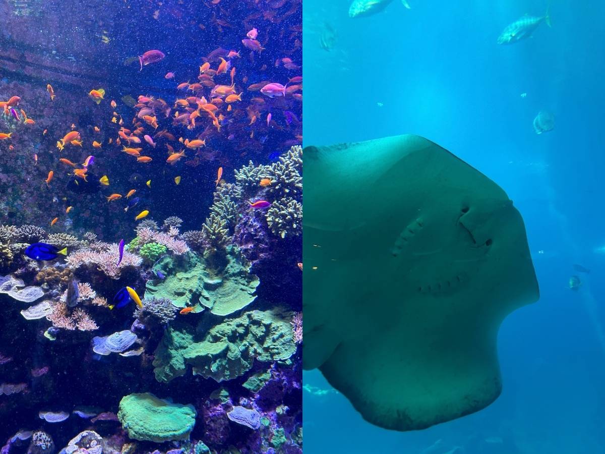 Singapore Oceanarium guide - stingray and fish