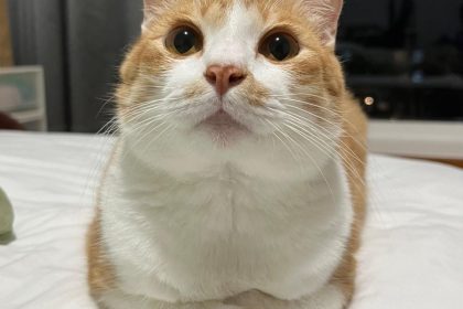 Cat license - featured image