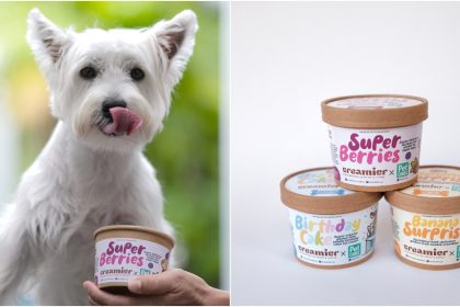 Collage Of Taco The Dog And Doggie Ice Cream Bundle