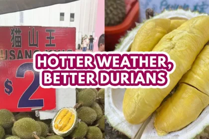 DURIAN SEASON 2024 - FI