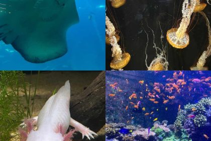 Singapore Oceanarium guide - feature image