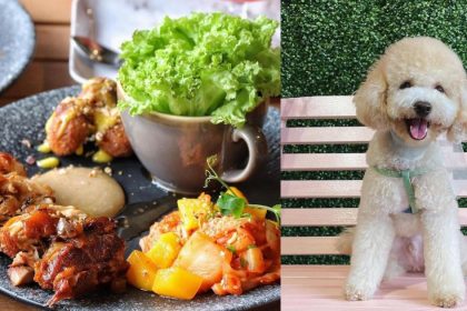 A collage of Oppa Su Dong Po and a dog in the cafe