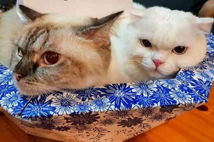 Meowy Christmas Online 4