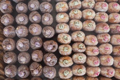 Mr Holmes Bakehouse - feature image