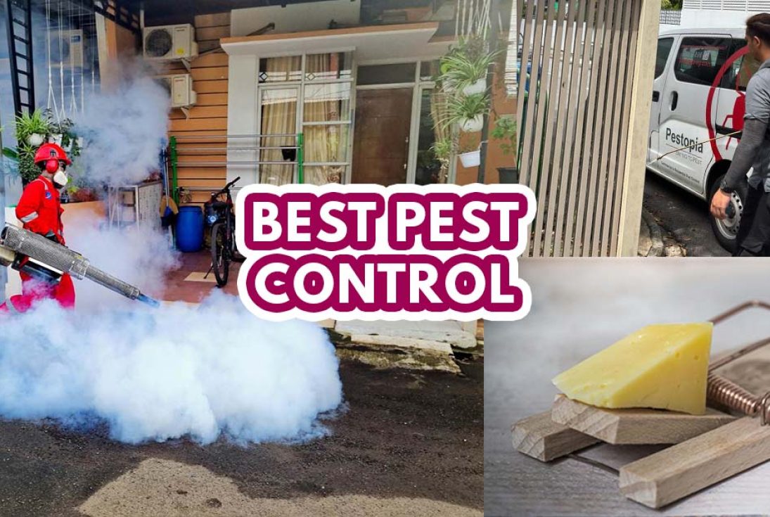 Pest Control - featured image