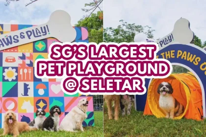 Pet playground - featured photo