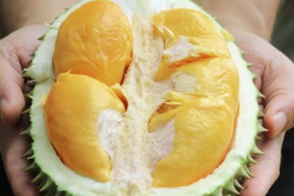Rws Good Ol Days Durian Fest 2019 Online Feature 1