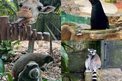 Singapore Zoo guide - featured image