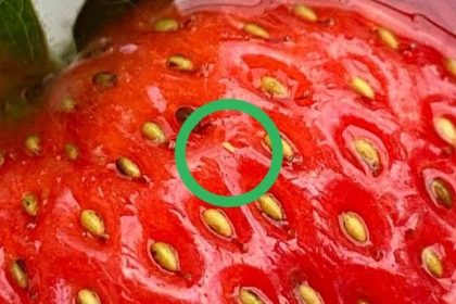 Strawberries Food Trends Investigated Tiktok 10 (1)