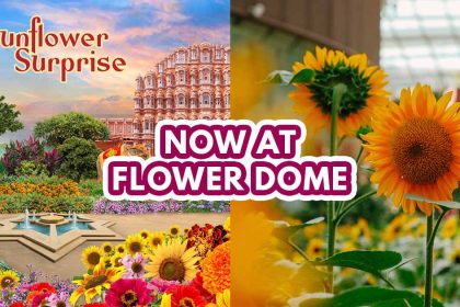 Sunflower Surprise Flower Dome - featured image