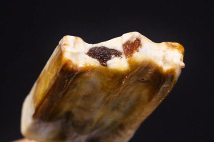 Tiger Sugar Ice Cream Feature Image