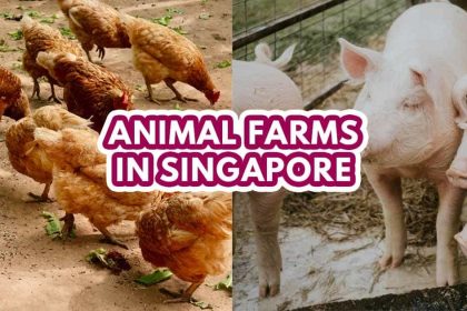 Best Animal Farm - Featured Image