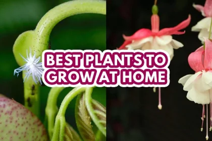 best indoor plant in singapore - featured image