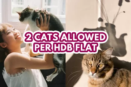 cats allowed in hdb