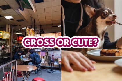 Pet-friendly Food Court Drama - Featured image