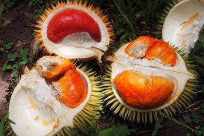 Featured Mini Durians Sabah Duriant Dalit Durian Sukang Online