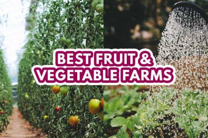 Best Fruit Farm - Featured Image