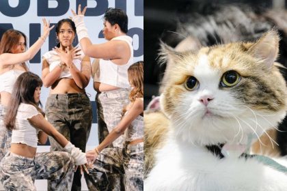 hobbies fair & asia cat expo - feature image