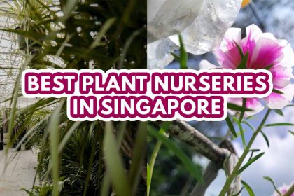 best plant nursery in singapore - featured image