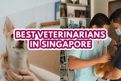 Best Veterinarian in Singapore - Featured Image